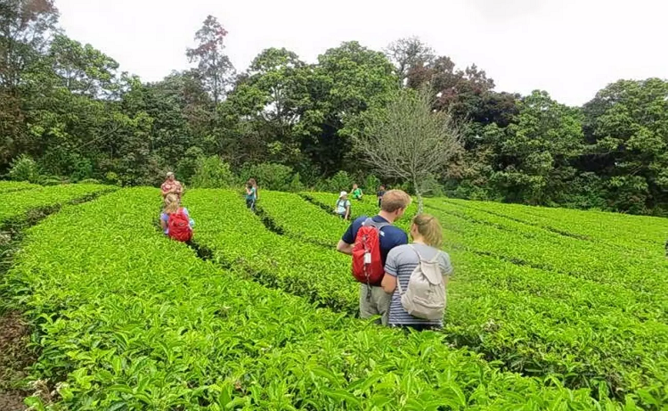 Tea Plantations Kerala